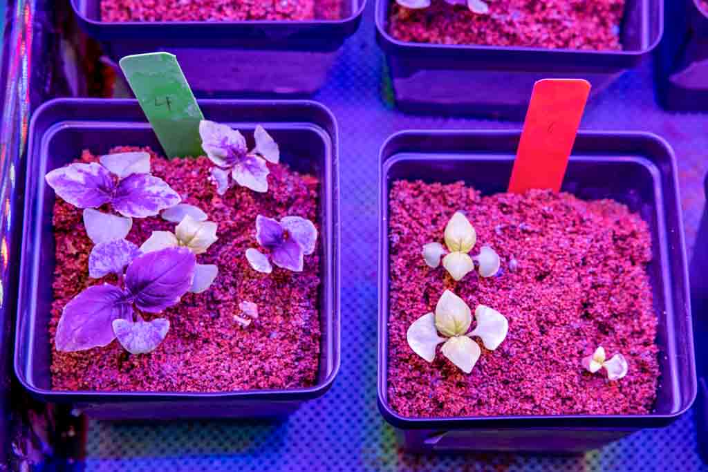 Plants growing in a science experiment at Calgary Academy